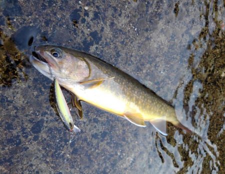 真夏のイワナ釣り